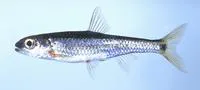 Coosa shiner (Notropis xaenocephalus)