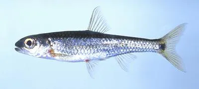 Coosa shiner (Notropis xaenocephalus)