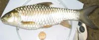 Copper mahseer (Neolissochilus hexagonolepis)