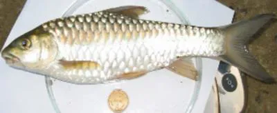 Copper mahseer (Neolissochilus hexagonolepis)
