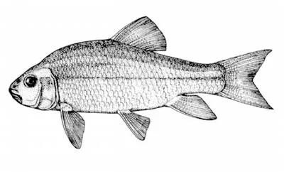 Copper redhorse (Moxostoma hubbsi)