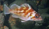 Copper rockfish (Sebastes caurinus)
