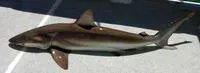 Copper shark (Carcharhinus brachyurus)