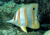 Copperband butterflyfish (Chelmon rostratus)