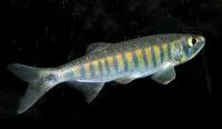 Coppernose barb (Raiamas christyi)