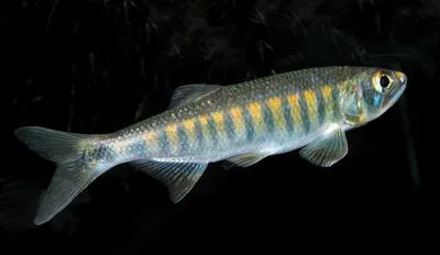 Coppernose barb (Raiamas christyi)