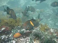 Coquito sergeant (Nexilosus latifrons)
