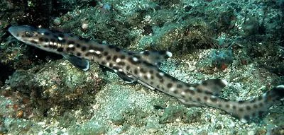 Coral catshark (Atelomycterus marmoratus)