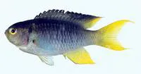 Coral demoiselle (Neopomacentrus nemurus)