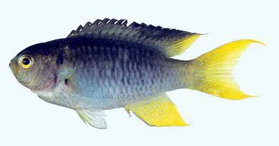 Coral demoiselle (Neopomacentrus nemurus)