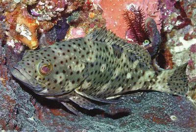 Coral grouper (Epinephelus corallicola)