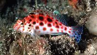 Coral hawkfish (Cirrhitichthys oxycephalus)