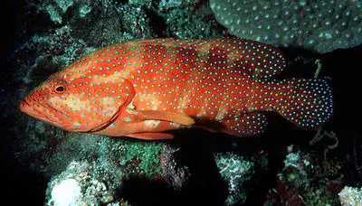 Coral hind (Cephalopholis miniata)
