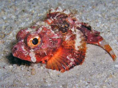 Coral scorpionfish (Scorpaena albifimbria)