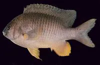 Coral sea gregory (Stegastes gascoynei)