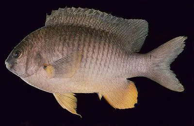Coral sea gregory (Stegastes gascoynei)