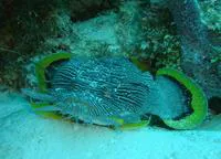 Coral toadfish (Sanopus splendidus)
