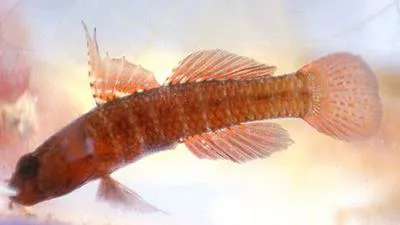 Coralline goby (Odondebuenia balearica)