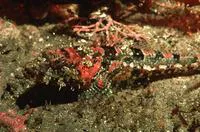 Coralline sculpin (Artedius corallinus)