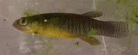 Corfu toothcarp (Valencia letourneuxi)