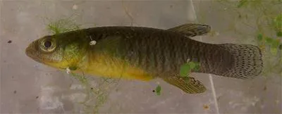 Corfu toothcarp (Valencia letourneuxi)