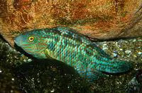 Corkwing wrasse (Symphodus melops)
