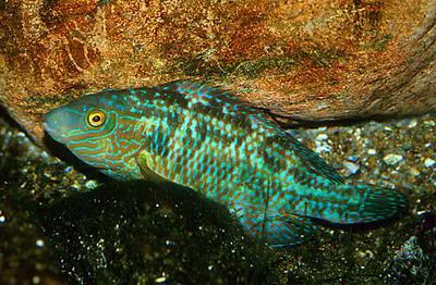 Corkwing wrasse (Symphodus melops)