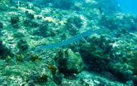 Cornetfish (Fistularia tabacaria)
