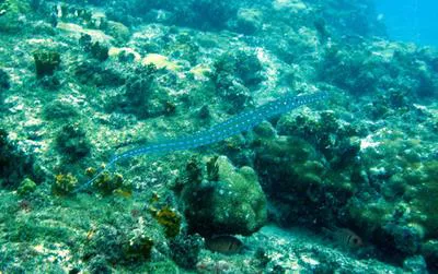 Cornetfish (Fistularia tabacaria)