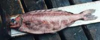 Cornish blackfish (Schedophilus medusophagus)