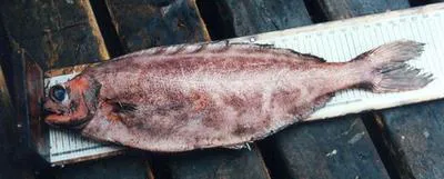 Cornish blackfish (Schedophilus medusophagus)