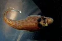 Cornish sucker (Lepadogaster purpurea)
