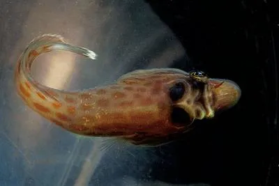 Cornish sucker (Lepadogaster purpurea)