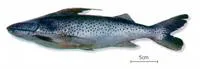 Coroat? (Platynematichthys notatus)