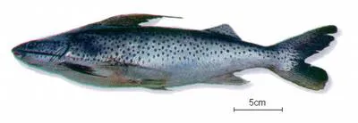 Coroat? (Platynematichthys notatus)