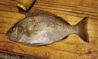 Corocoro grunt (Orthopristis ruber)