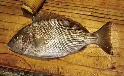 Corocoro grunt (Orthopristis ruber)