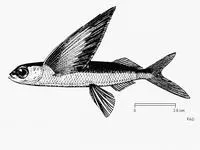 Coromandel flyingfish (Hirundichthys coromandelensis)