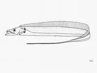 Coromandel hairtail (Lepturacanthus pantului)