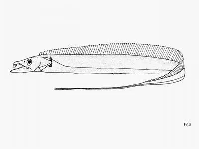 Coromandel hairtail (Lepturacanthus pantului)