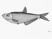 Coromandel ilisha (Ilisha filigera)