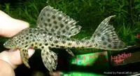 Corroncho (Pterygoplichthys punctatus)
