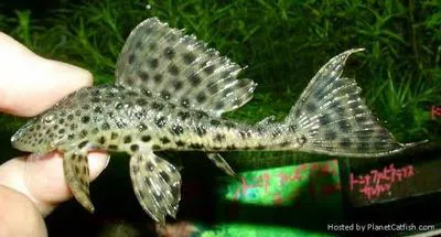 Corroncho (Pterygoplichthys punctatus)