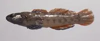 Corrugated darter (Etheostoma basilare)