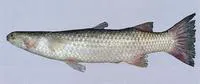Corsula (Rhinomugil corsula)
