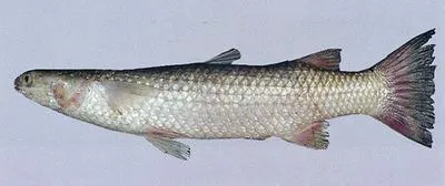 Corsula (Rhinomugil corsula)