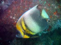 Cortez angelfish (Pomacanthus zonipectus)