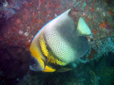 Cortez angelfish (Pomacanthus zonipectus)