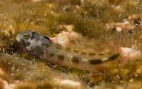 Cortez barnacle blenny (Acanthemblemaria hastingsi)