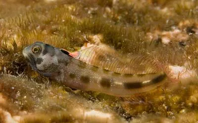 Cortez barnacle blenny (Acanthemblemaria hastingsi)
